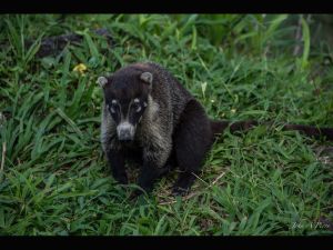 Coati